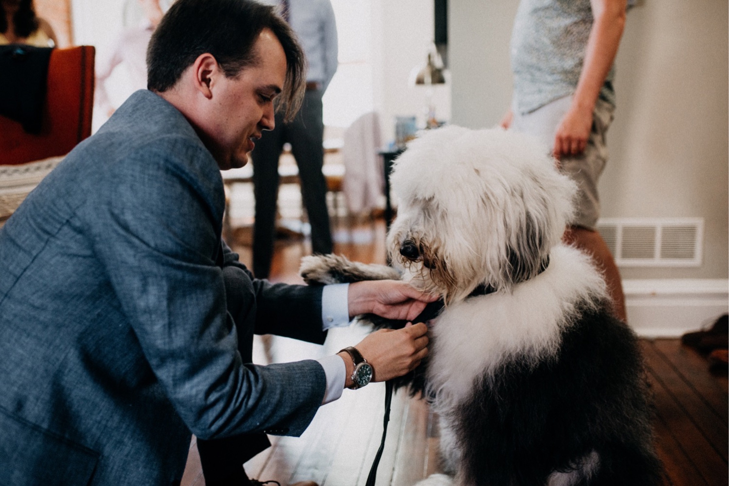 groom getting his dog ready during the getting ready portion of his wedding day timeline