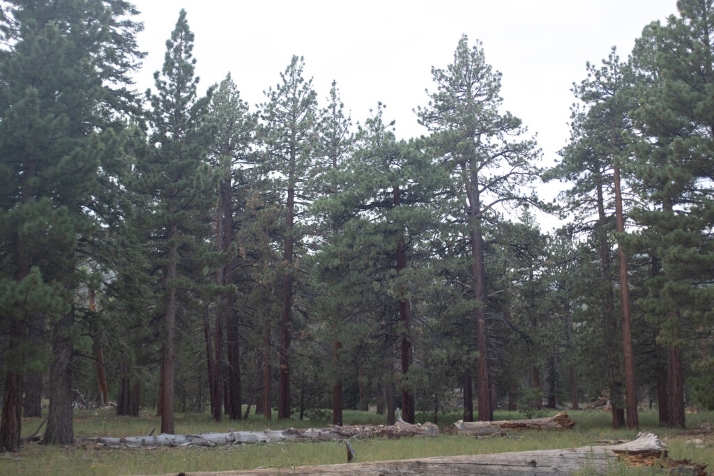 A view of the pine trees and grass at the top of Mt. San Jacinto State Park in Palm Springs