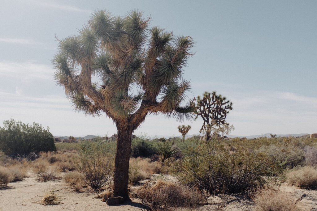 Joshua trees near the Quail Springs Picnic Area, which is a popular Joshua Tree elopement site