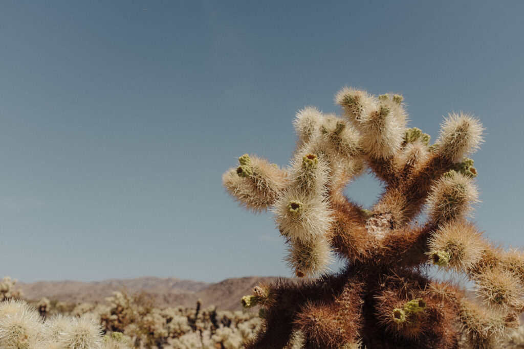 Cholla cacti in Joshua Tree national park 